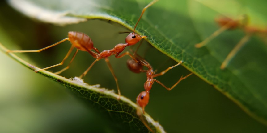 Tierquiz Folge 39: Wie viele Ameisen gibt es auf der Welt?