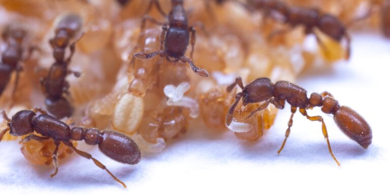Bahnbrechende Entdeckung: Ameisenpuppen versorgen Larven mit milchähnlicher Nährflüssigkeit