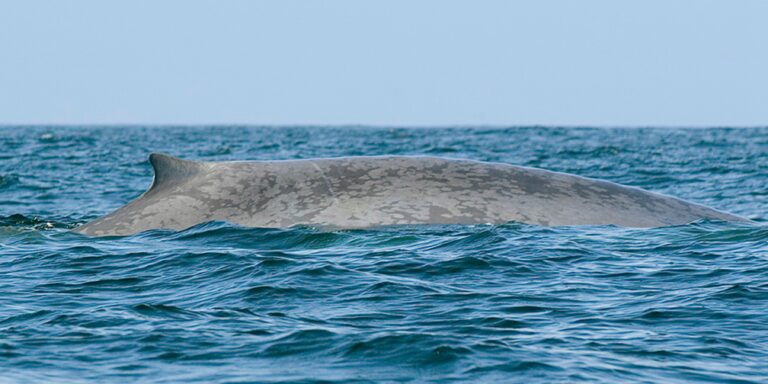 Tierquiz Folge 40: Wie viel Plastik frisst ein Blauwal?