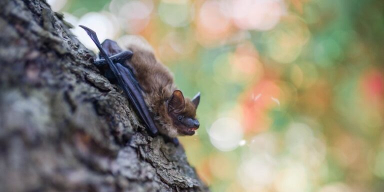 Fliegende Waldschützer: Wo Fledermäuse jagen, geht es Bäumen besser
