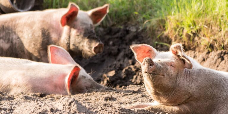 Tröstende Rüsselstupser? Unbeteiligte Schweine beruhigen Artgenossen nach einem Konflikt