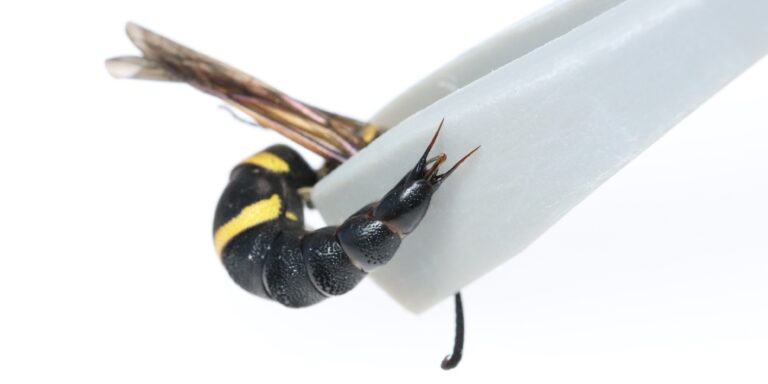 Genitalien als Waffe: Forschende entdecken außergewöhnliche Verteidigung männlicher Wespen