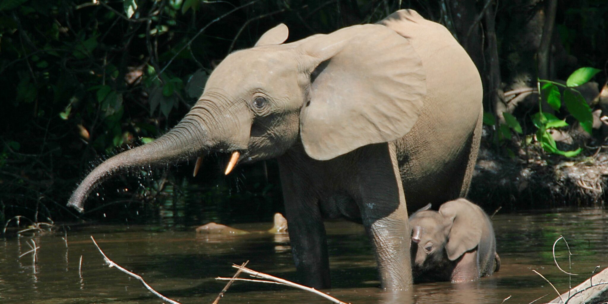 Waldelefanten stehen in einem Gewässer im Wald.