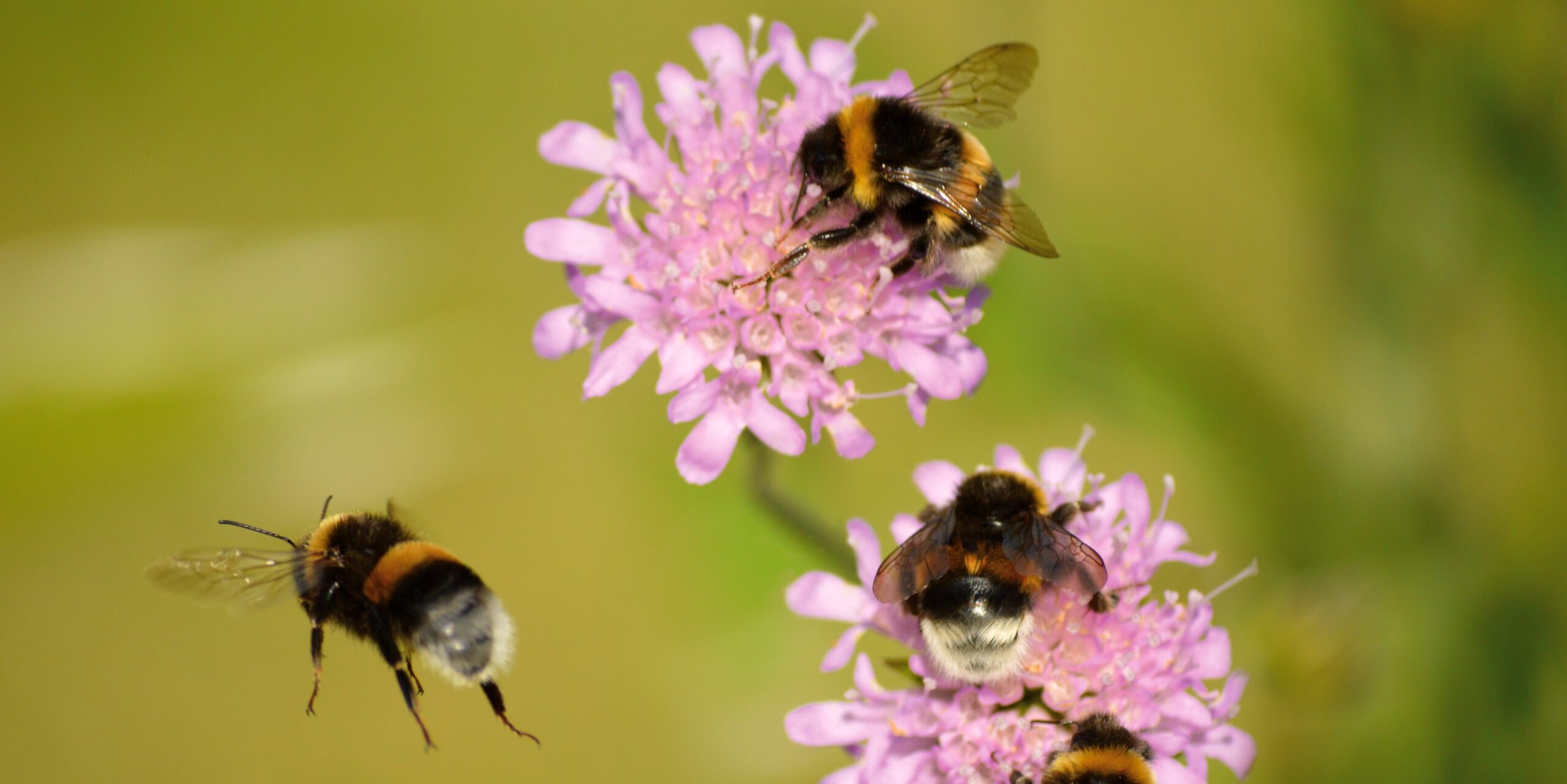 Insekten mit Traditionen? Ausbreitung eines Verhaltens durch soziales Lernen bei Hummeln