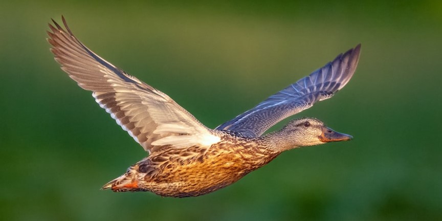 Wasservögel als Transportmittel: Flussbarsche besiedeln neue Gewässer offenbar auf dem Luftweg