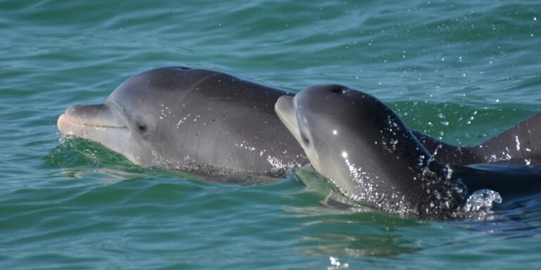„Babysprache“ bei Delfinen: Tümmler mit Nachwuchs pfeifen anders
