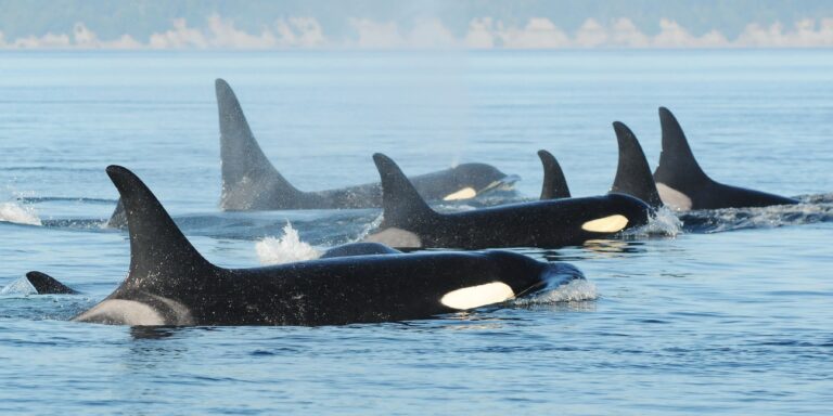 „Wechseljahre“ bei Walen: Nach der Menopause schützen Orca-Weibchen ihre Söhne offenbar vor Verletzungen