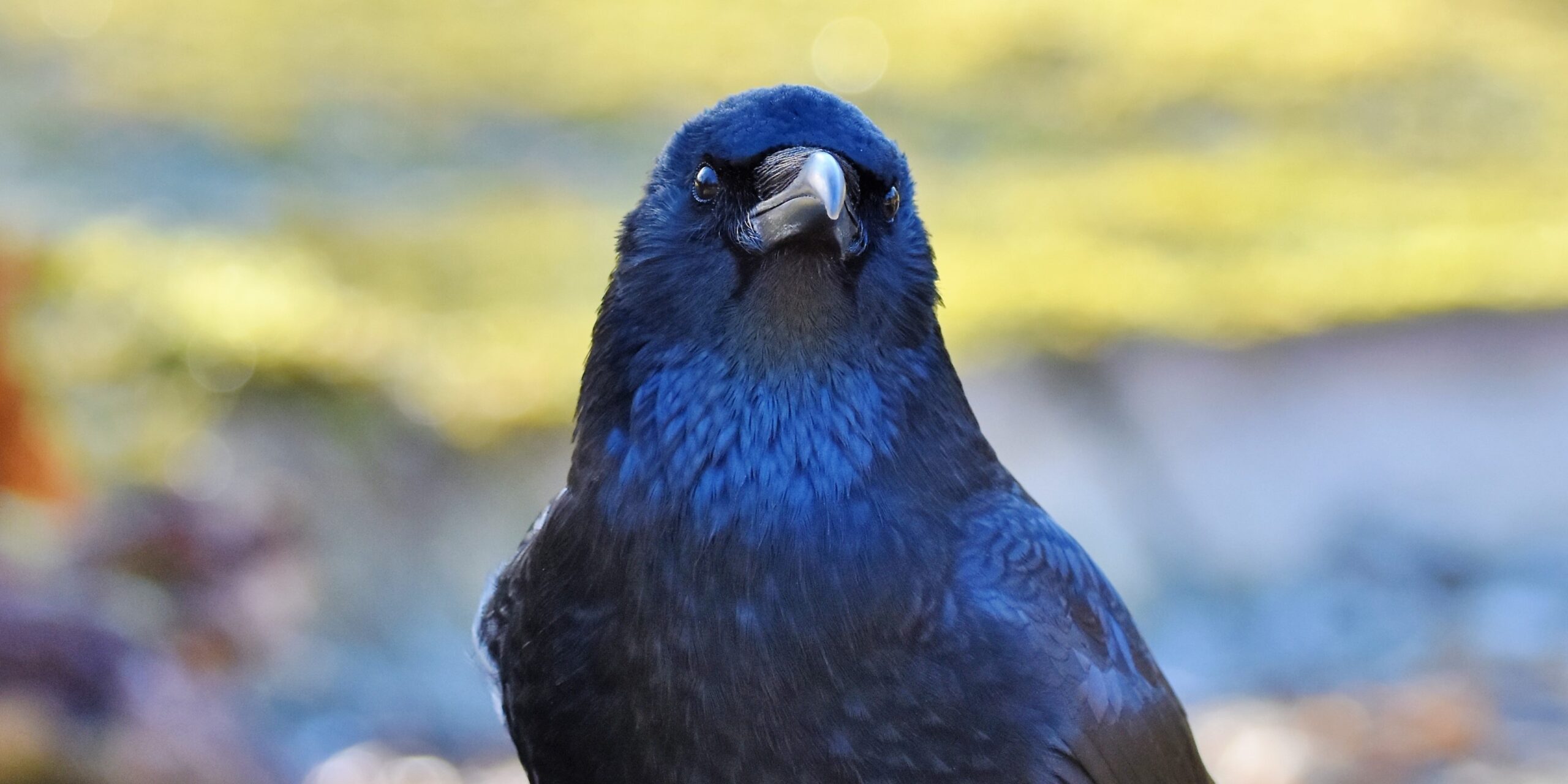 Fit in Statistik: Rabenkrähen beherrschen Umgang mit Wahrscheinlichkeiten