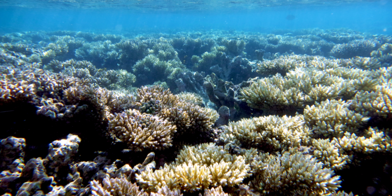 Schnellere Erholung nach Hitzewellen: Seevögel erhöhen die Widerstandskraft von Korallenriffen