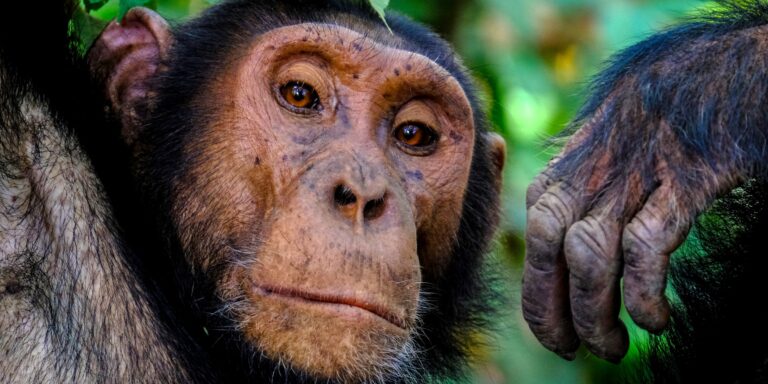 Schimpansen und Bonobos erinnern sich noch nach Jahren an die Gesichter einstiger Gefährten