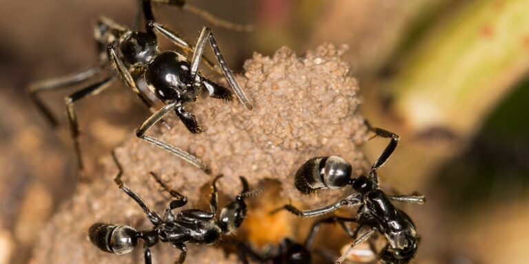Mediziner auf sechs Beinen: Ameisen behandeln infizierte Wunden von Artgenossen mit antimikrobiellen Substanzen