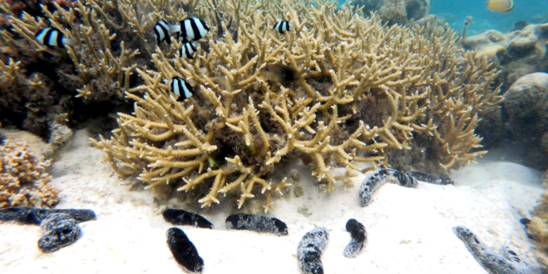 Infektionsschutz unter Wasser: Steinkorallen profitieren von Seegurken