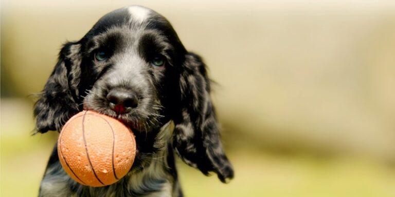 „Ball“ bedeutet Ball: Hunde verstehen unsere Sprache besser als lange gedacht