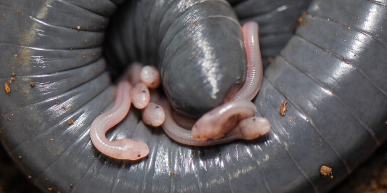 Amphibien mit „Muttermilch“: Forschende entdecken erstaunliches Brutpflegeverhalten