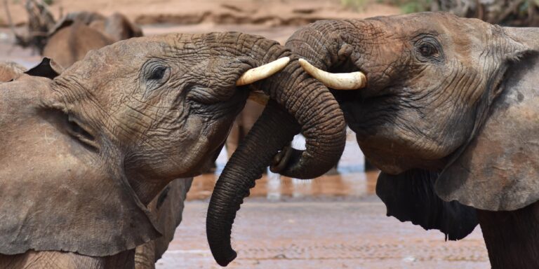Vielsagendes Grollen: Afrikanische Elefanten rufen einander mit „Namen“