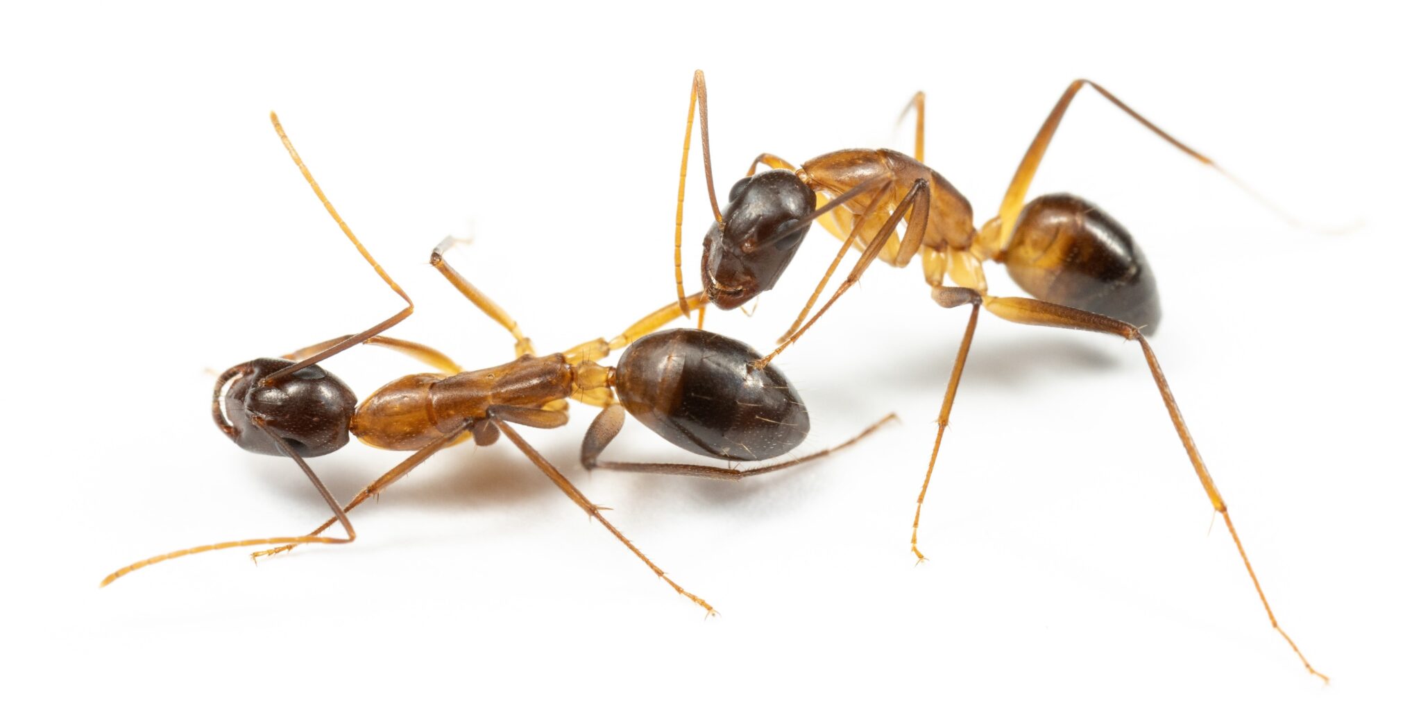 Ameisen retten verletzten Artgenossen durch Amputationen das Leben