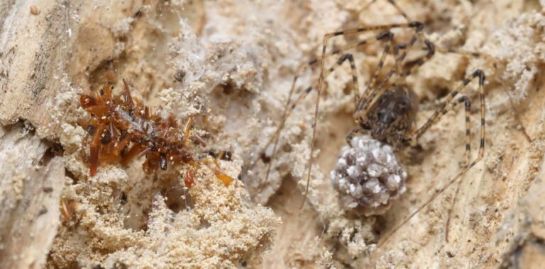 Neue Art entdeckt: Fleischfressende „Knochensammler“-Raupe dekoriert ihre Seidenhülle mit Körperteilen von Insekten