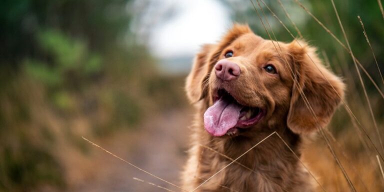 Da ist das Futter! Hunde zeigen Verstecke abhängig vom Kenntnisstand und von der Hilfsbereitschaft ihres Gegenübers