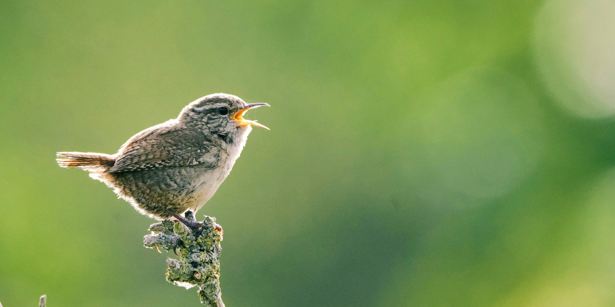 Lichtverschmutzung: In hellen Gebieten sind Vögel fast eine Stunde länger aktiv