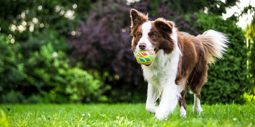 Zerr- oder Wurfspielzeug? Hunde kategorisieren Objekte nach ihrer Funktion