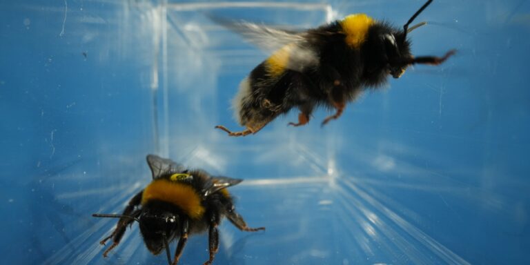 Ansteckende gute Laune? Positiv gestimmte Artgenossen machen Hummeln optimistischer