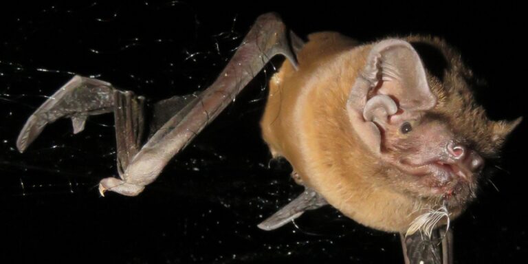 Riesenabendsegler: Größte europäische Fledermaus erbeutet Zugvögel im Flug