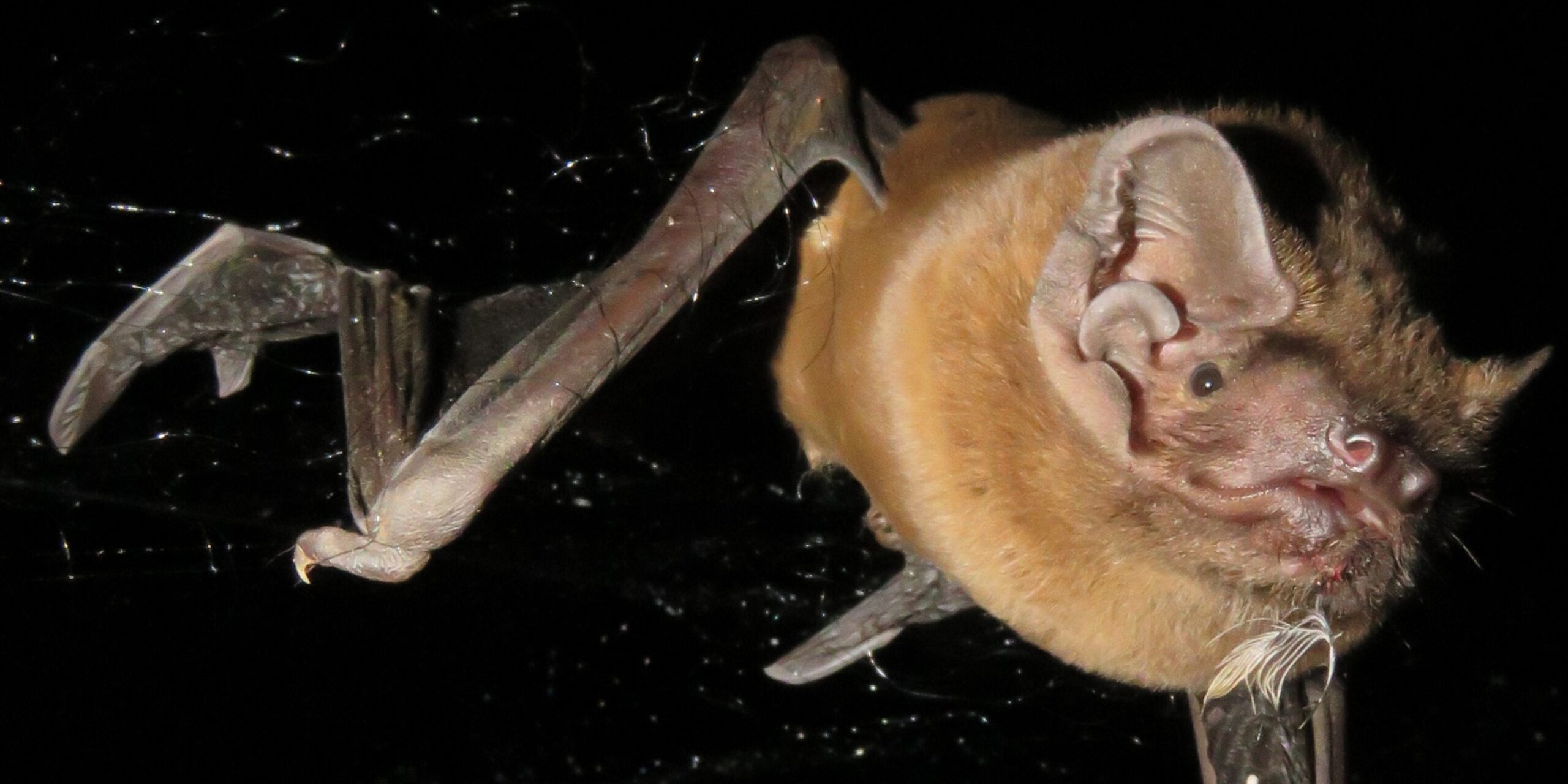 Riesenabendsegler: Größte europäische Fledermaus erbeutet Zugvögel im Flug