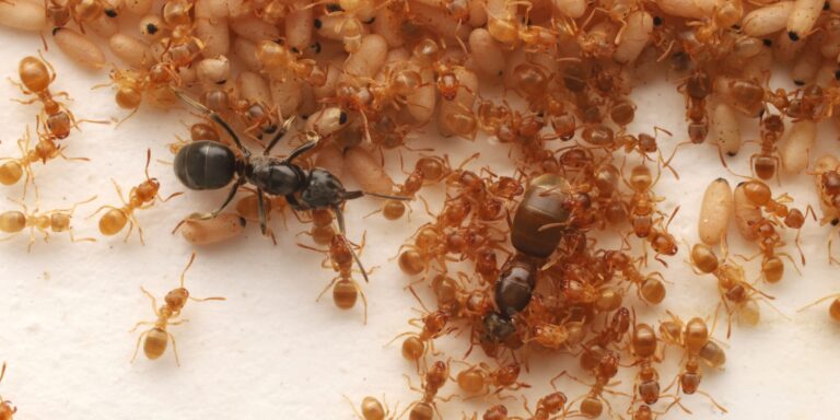 Anstiftung zum Königinnenmord: Eindringling bringt Ameisen dazu, ihre Mutter zu töten