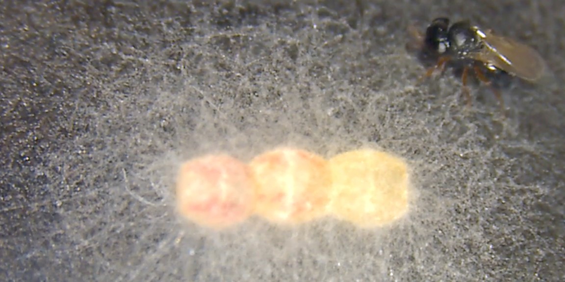 Außergewöhnliche Verteidigung: Wanzen schützen Eier mit Pilzgeflecht vor Parasiten