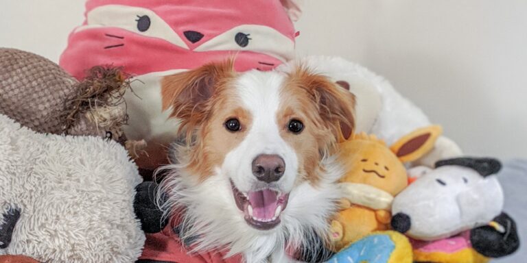 „Das ist das Quietscheentchen“: Hunde lernen Wörter aus Unterhaltungen zwischen Menschen