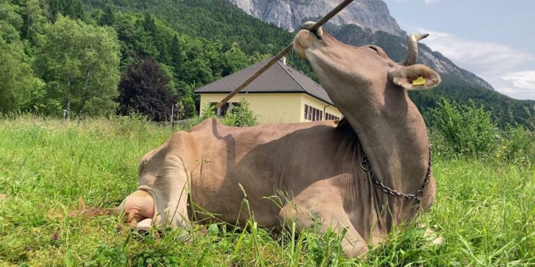 Flexibler Werkzeuggebrauch: Kuh nutzt einen Schrubber zur Körperpflege