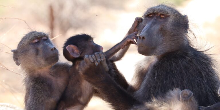Eifersüchtige Affen? Paviane drängen sich zwischen ihre Mütter und Geschwister