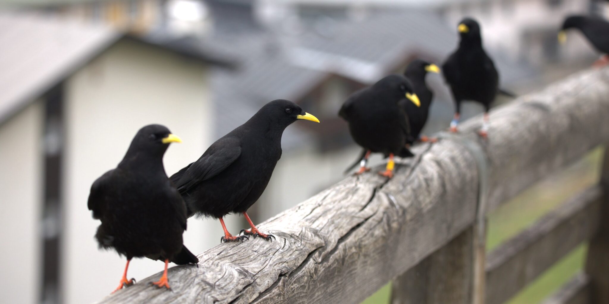 Kotfressende Vögel: Alpendohlen verspeisen Ausscheidungen von Artgenossen
