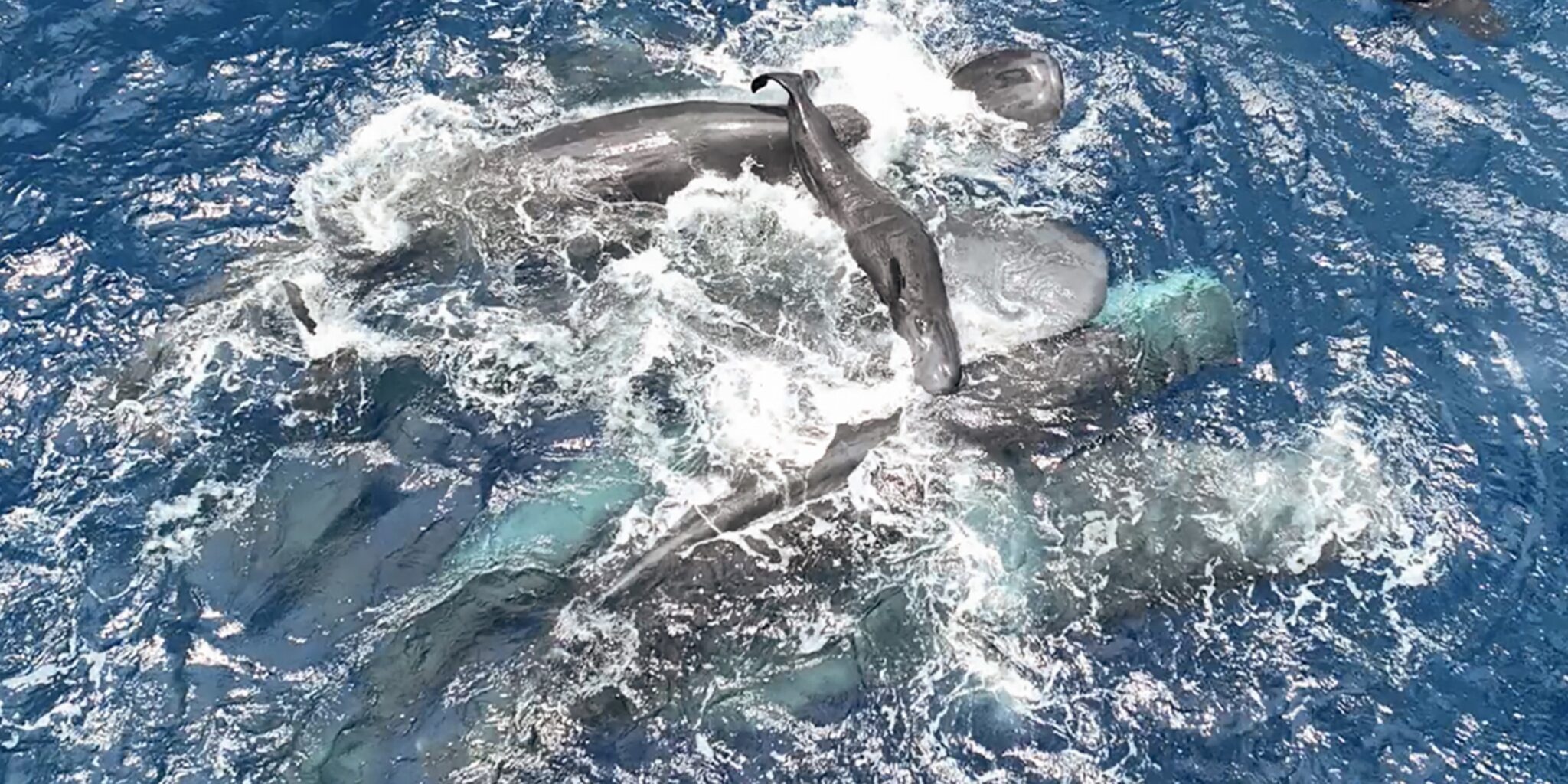 Familienübergreifende Geburtshilfe: Pottwale halten neugeborenes Kalb an der Wasseroberfläche