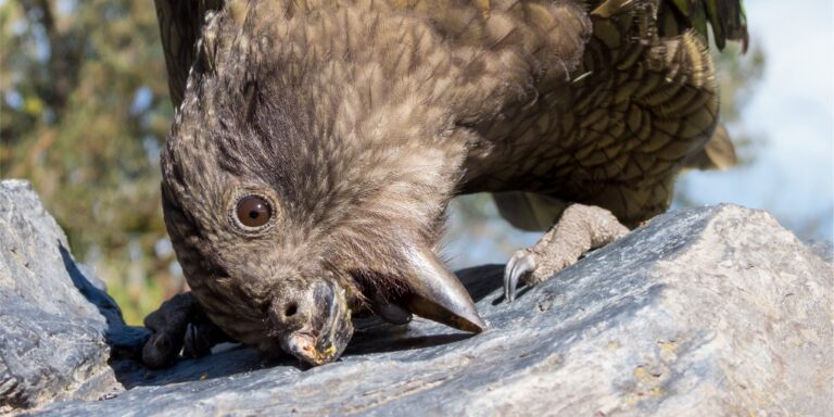 Innovative Kampftechnik: Wie ein Papagei mit halbem Schnabel die Alphaposition behauptet