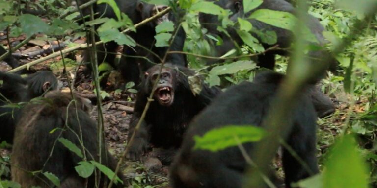 Spaltung mündet in Krieg: Eine Schimpansengruppe teilt sich – und aus Freunden werden Feinde