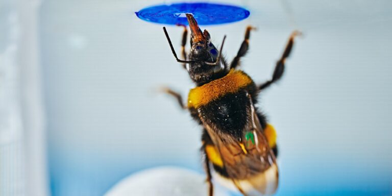 Spontane Problemlösung: Hummeln nutzen Ball als Steighilfe, um an Nahrung zu gelangen