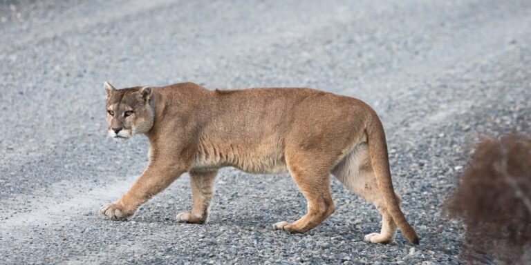 Wo Pumas leben, gibt es weniger Wildunfälle