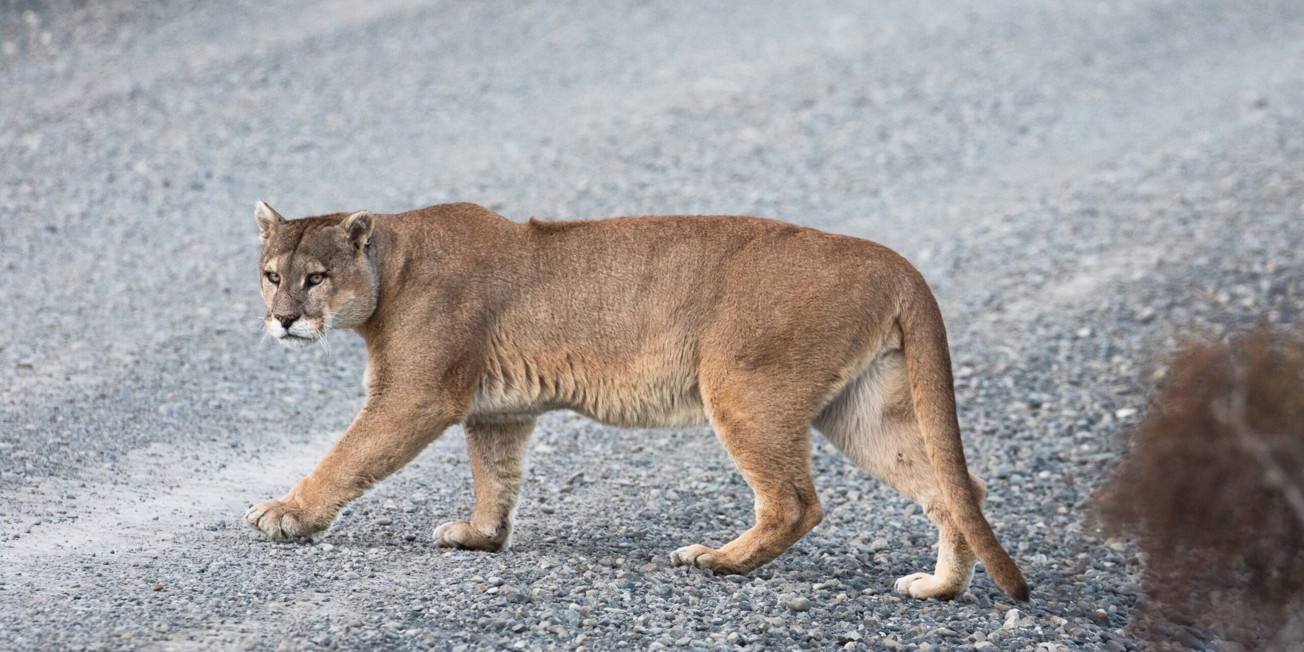 Wo Pumas leben, gibt es weniger Wildunfälle