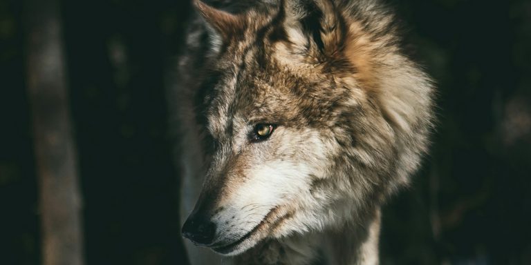 Wölfe als Samenverbreiter? Verdauungsprozess erhöht Keimerfolg von Blaubeeren
